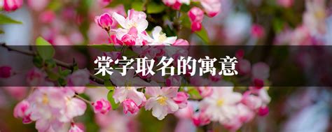 棠字取名|棠字的名字寓意是什么意思 棠字的意思